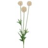 Scabiosa - Lyserød