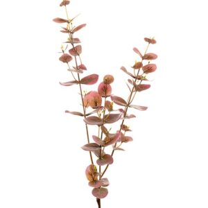 Eucalyptus - rødlig