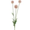 Scabiose - Rosa
