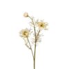 Nigella - Creme