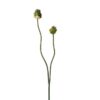 Alium