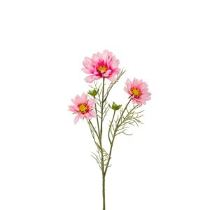 Stolt Kavaler - Rosa