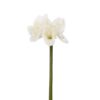 Amaryllis - Creme