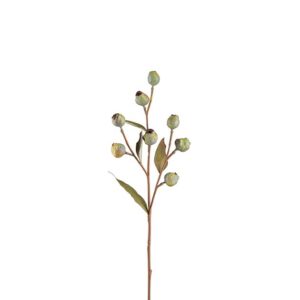 Eucalyptusgren med bær