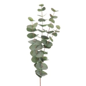 Eucalyptus gren - grøn