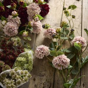 Alternative view of Crysantemum - Lyserød