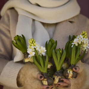 Alternative view of Hyacint