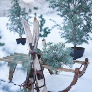 Alternative view of Trækælk