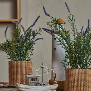 Alternative view of Lavendel i potte