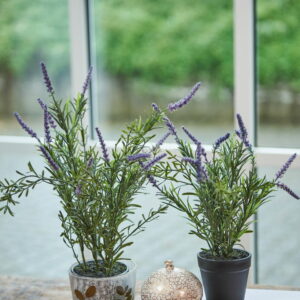 Alternative view of Lavendel i potte