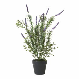 Lavendel i potte