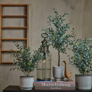 Alternative view of Eucalyptus i potte