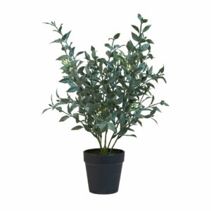 Eucalyptus i potte