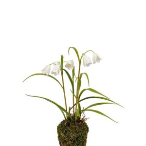 Vintergæk på knold