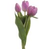 Tulipaner - Lilla