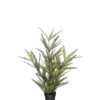 Grøn plante (Ormbunke)