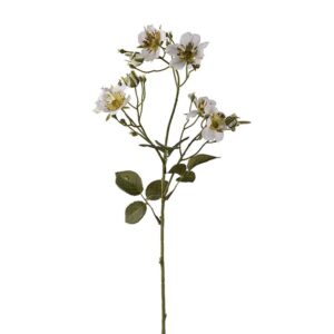 Japansk klatre rose - Hvid