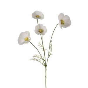 Stolt kavaler - Hvid