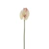 Anthurium