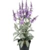 Lavendel Veronica