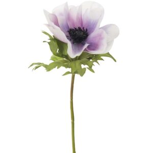 Fransk Anemone - lys lilla
