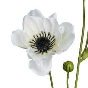 Alternative view of Anemone - hvid