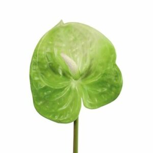 Anthurium - lime