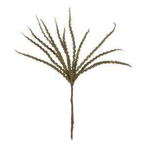 Trachycarpus ( Hørpalme)  - Grøn