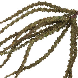 Alternative view of Trachycarpus ( Hørpalme)  - Grøn