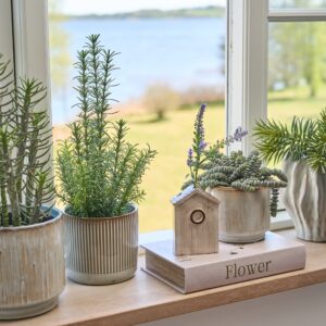 Alternative view of Sukkulent i potte