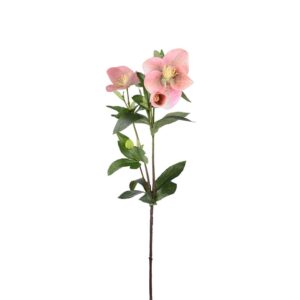 Julerose på stilk