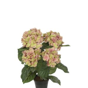 Hortensia