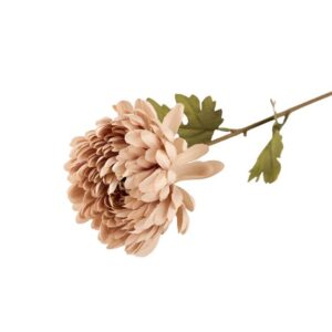 Chrysantemum silkeblomst - Nude