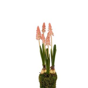 Perlehyacint Rosa på knold