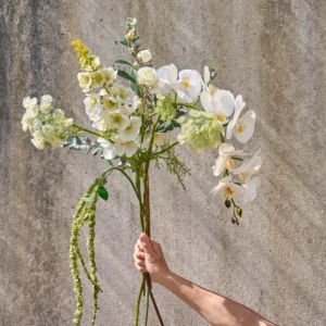 Alternative view of Stokrose - Hvid