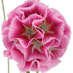 Alternative view of Scabiosa rosa