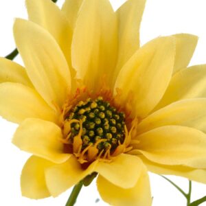 Alternative view of Daisy marguerit gul