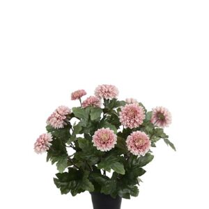 Chrysanthemum