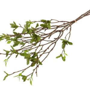 Alternative view of Betula bundt 3 stk