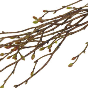 Alternative view of Tilia bundt med 3 stk