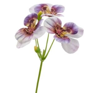 Alternative view of Stedmoder blomst Lilla