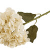 Hortensia, Hvid