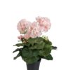 Pelargonia - Sart Rosa