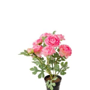 Ranunkel - Rosa