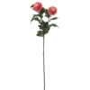 Krysantemum