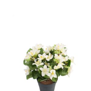 Campanula - Krybeklokke - Hvid