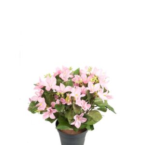 Campanula - Krybeklokke - Rosa