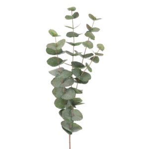Euacalyptus