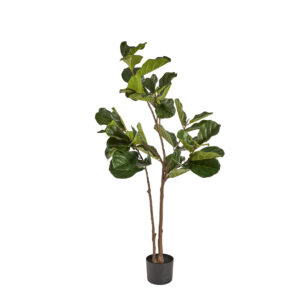 Ficus plante i potte