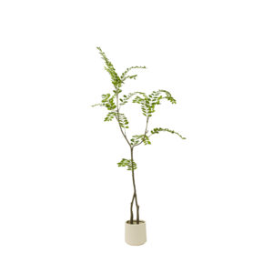 Pistacie plante i potte